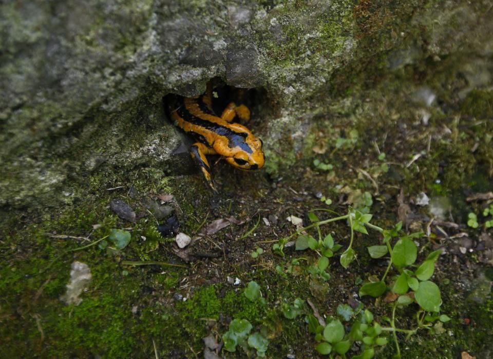 Salamandras en el colegio Baudilio Arce de Oviedo