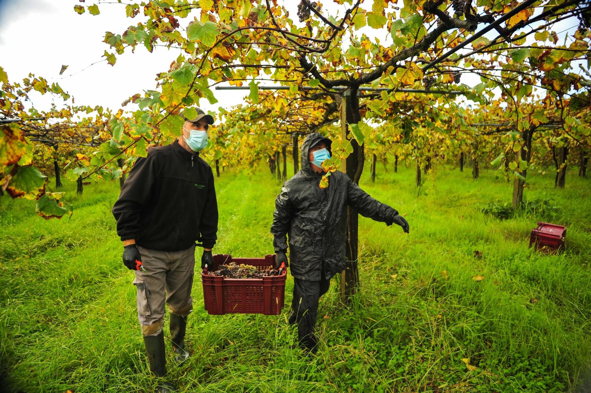 Vendimia tardía de la bodega Martín Codax