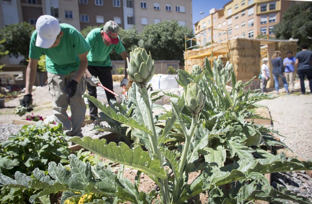 Hort interdisciplinari a l'IES Maltide Salvador de Castelló