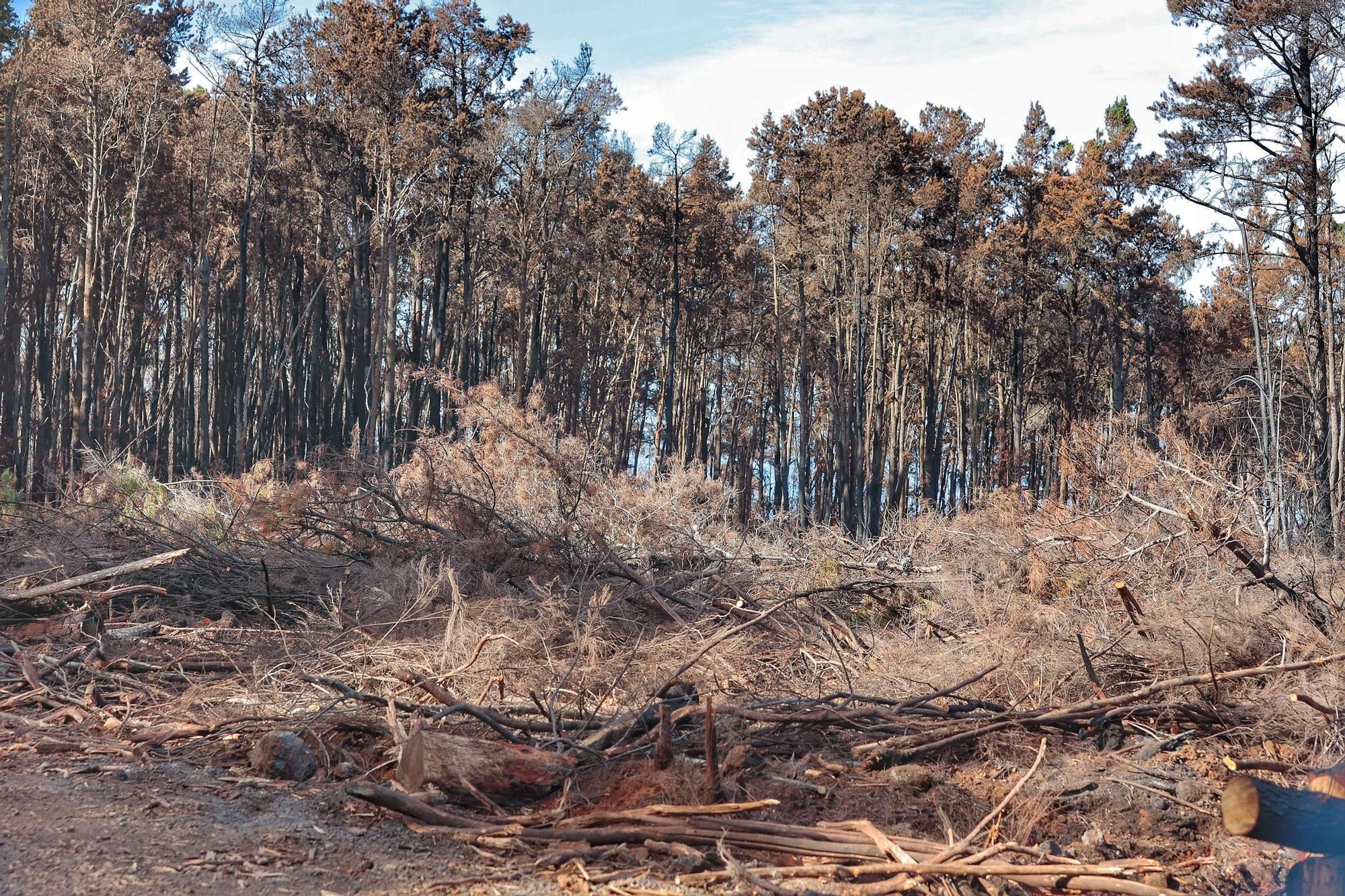Visita a zonas afectadas por el incendio de agosto en Tenerife