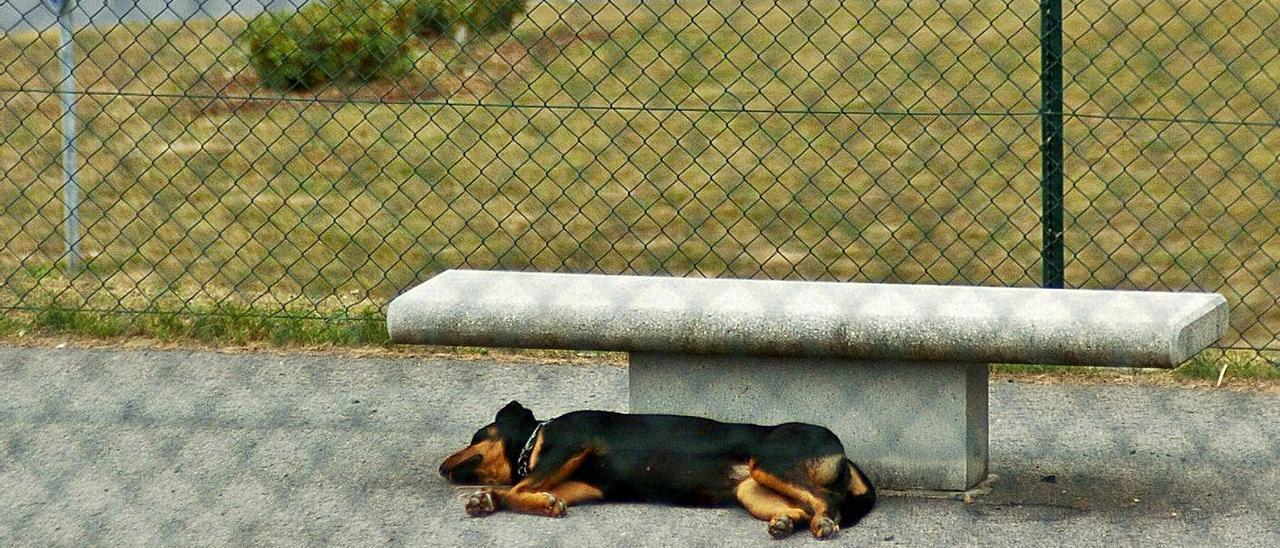 El abandono animal suele aumentar durante los meses de verano.   | // BERNABÉ/JAVIER LALÍN