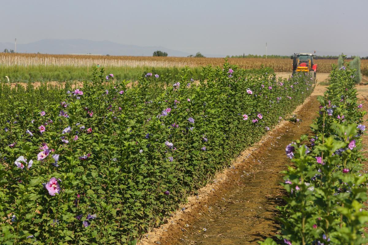 Plantaciones del Vivero Provincial.