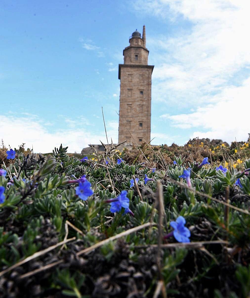 Carrasquilla azul en la Torre de Hércules.