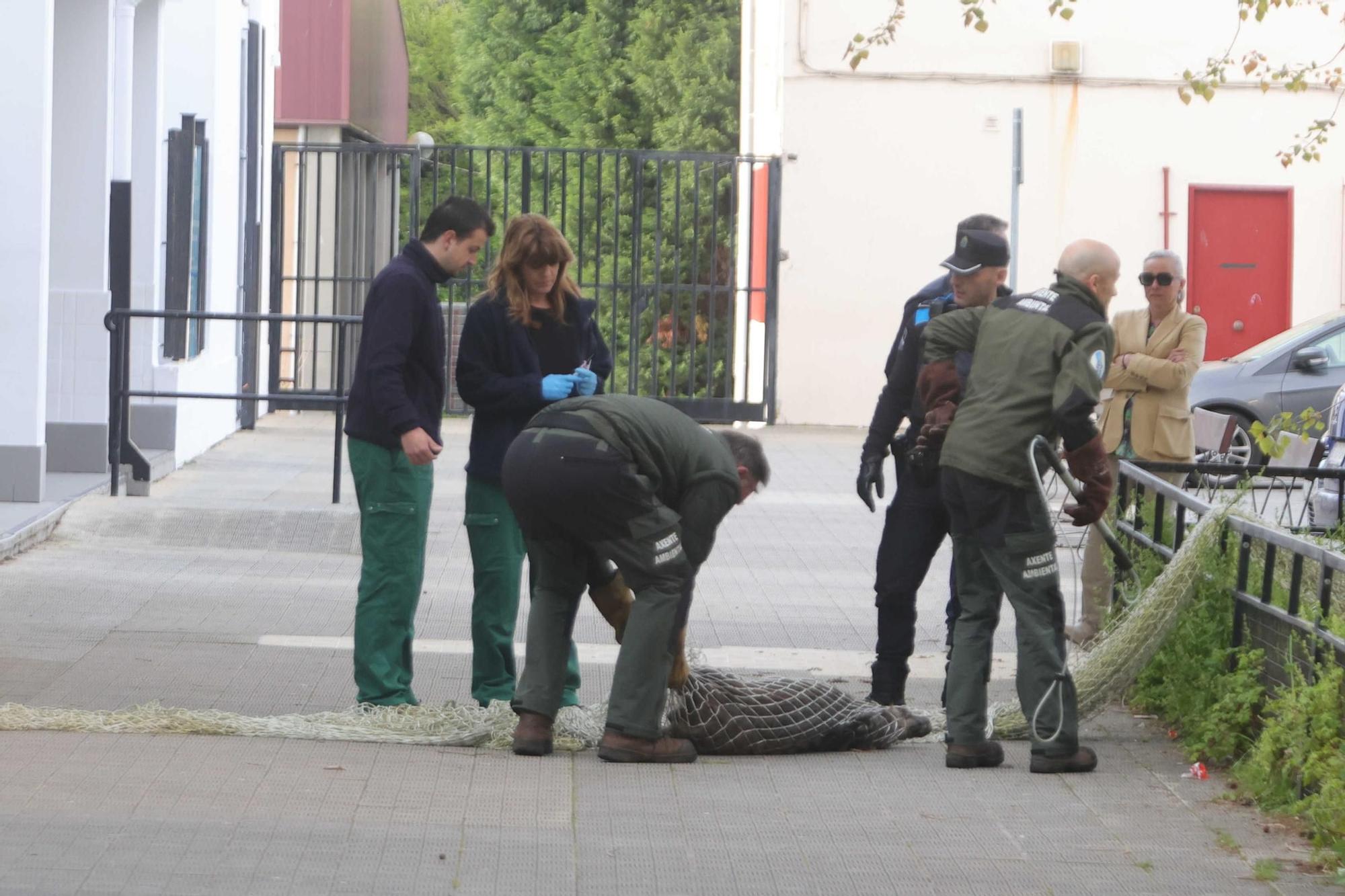 Capturados en A Coruña dos jabalíes que se colaron en el recinto del colegio Alborada
