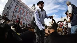 El curioso impuesto de hace 600 años que volverá a cobrarse este domingo en Madrid por la Fiesta de Trashumancia