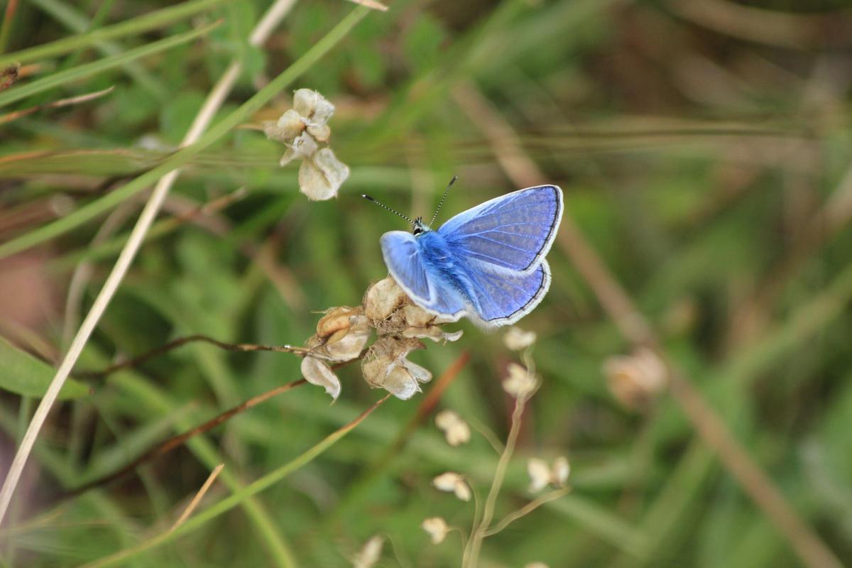 Las mariposas son otro grupo de insectos polinizadores