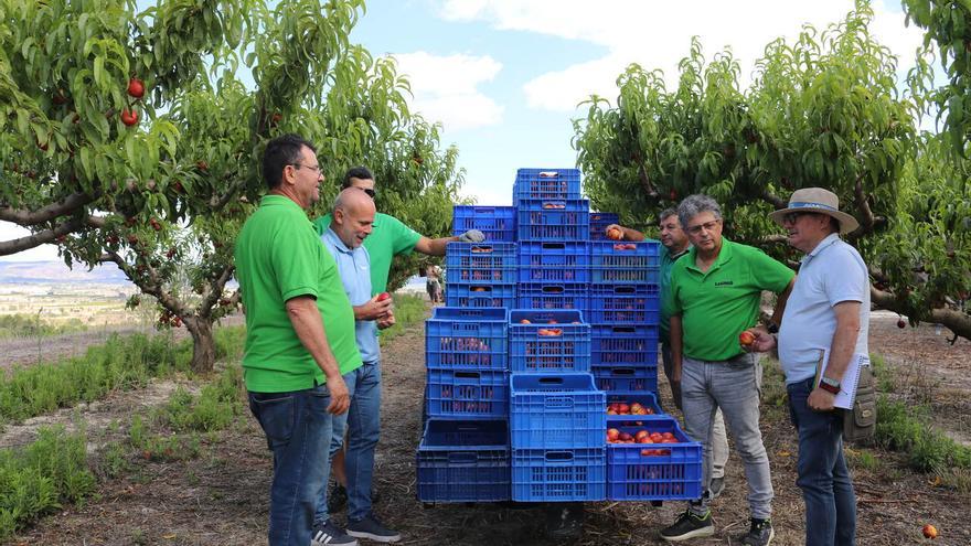 La Vall d&#039;Albaida espera producir 5.300 toneladas de fruta de verano, un 68 % más que en 2023