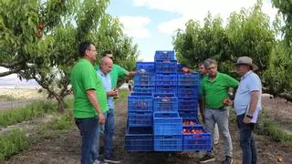 La Vall d'Albaida espera producir 5.300 toneladas de fruta de verano, un 68 % más que en 2023