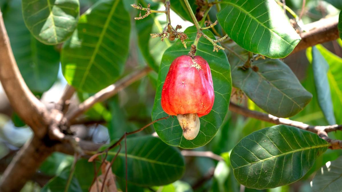 Fruto del anacardo en el árbol.