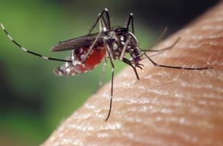 Consejos para mantener alejados a los mosquitos este verano