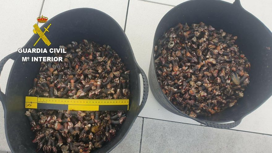 La Guardia Civil interviene más de 36 kilos de percebes en Suevos