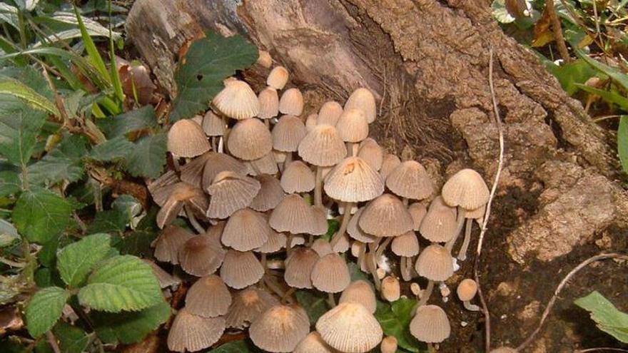 El Centre de Tecnologia Forestal publica un manual pioner sobre l’ús de fongs per al desarrelament d'arbres
