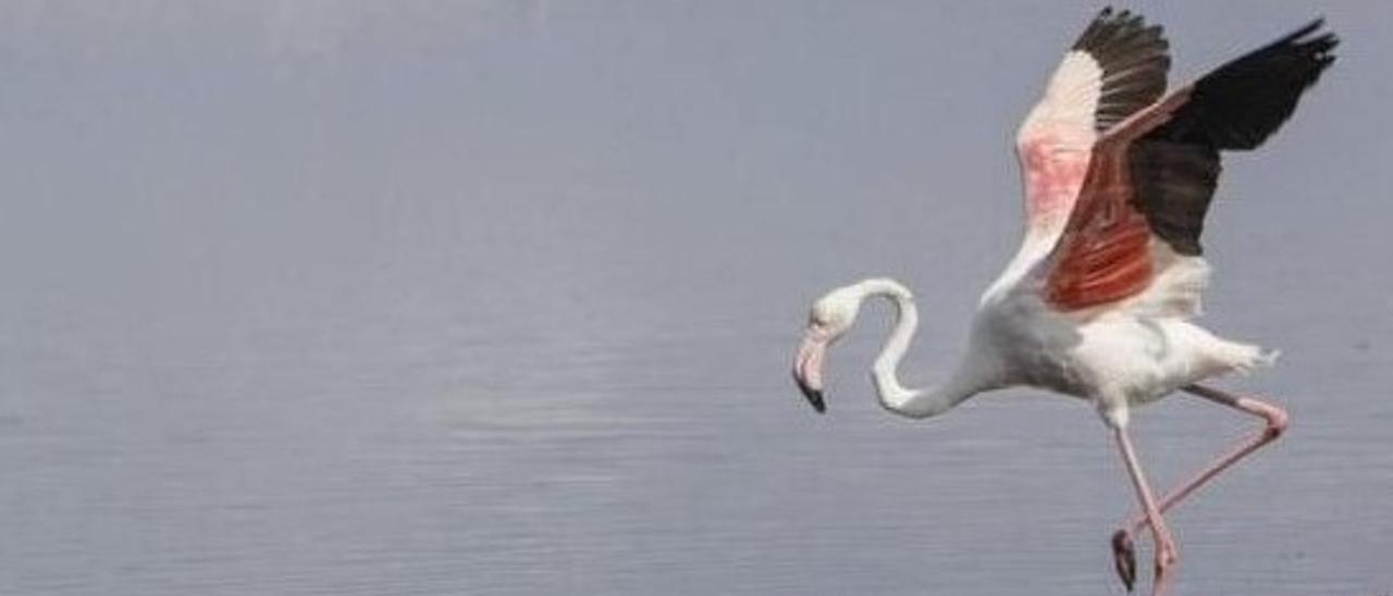 Der Flamingo-Nachwuchs ist kein Grund zur Freude. FOTO: M. MIELNIEZUK