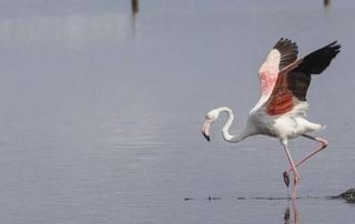 Warum es ein schlechtes Zeichen ist, dass Flamingos im Feuchtgebiet s'Albufera auf Mallorca auftauchen