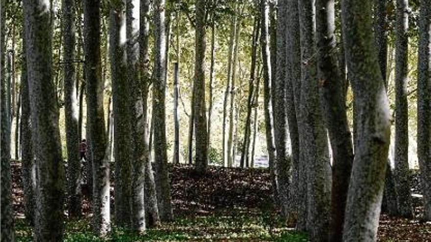 El futur de la Devesa es posarà a debat de la ciutadania a partir del 29 de gener.