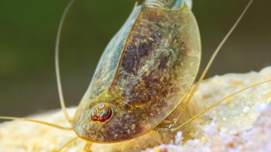 Un ejemplar de Triops cancriformis.