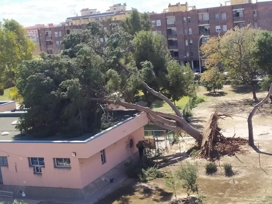 Destrozos del viento en Sagunt