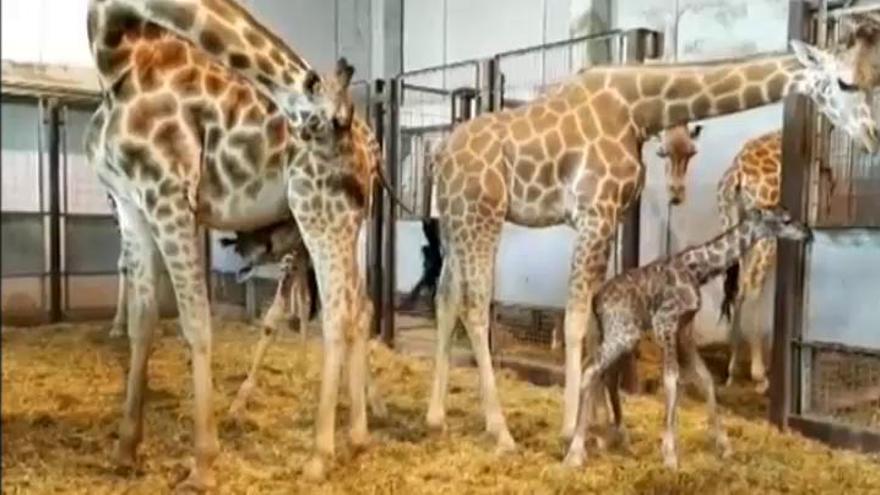 La madre jirafa que no quiso a su cría