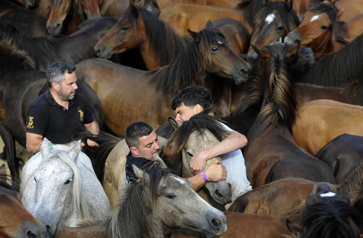 Pistoletazo de salida a la Rapa de Sabucedo 2024