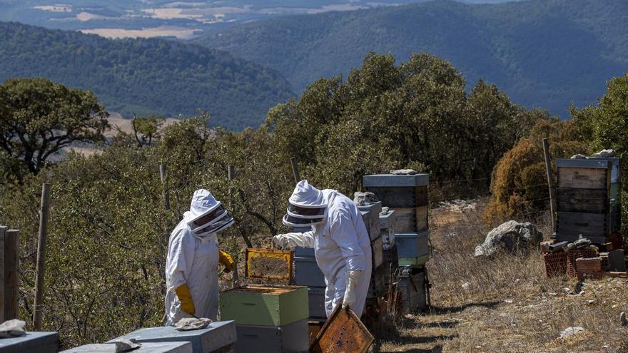 La sequía pone en jaque a las abejas y reduce un 50% la cosecha de miel
