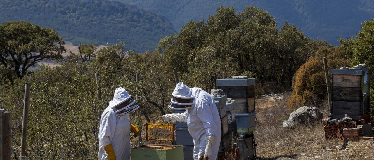 Unos apicultores trabajan en una explotación de Ávala.