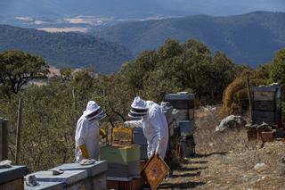 La sequía pone en jaque a las abejas y reduce un 50% la cosecha de miel