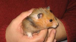 Persona agarrando su hámster