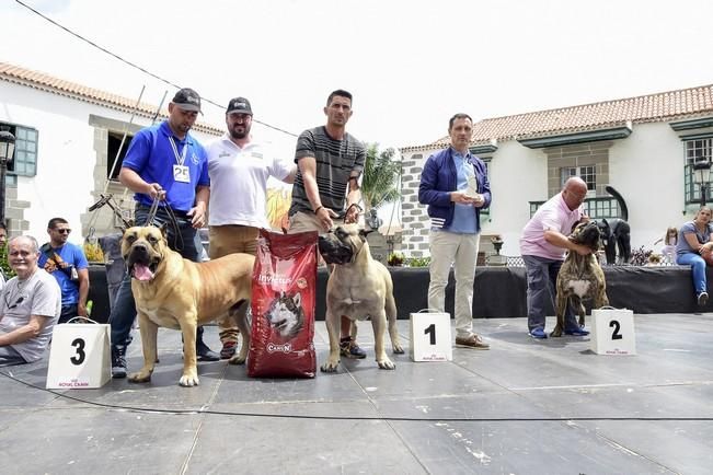 Celebración del I Certamen Nacional de perro ...