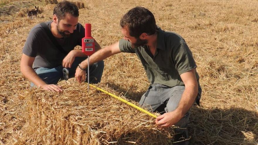 El Banco de Paja de l&#039;Albufera recoge 1.015 balas