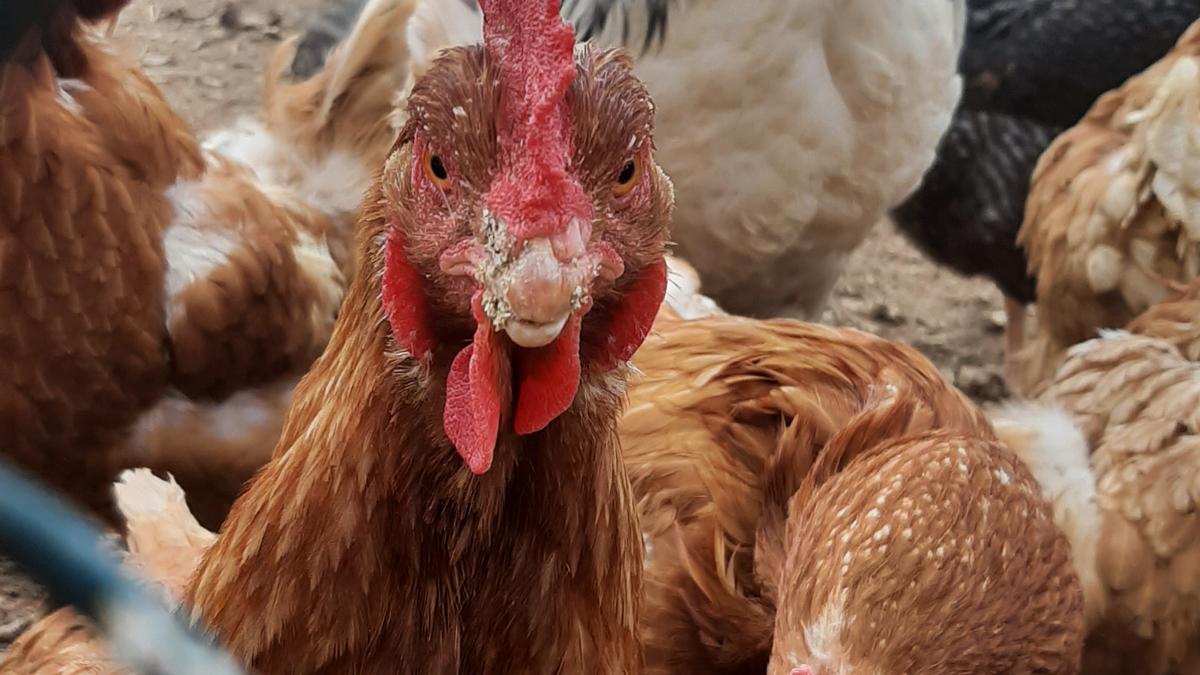 Galls i gallines al Pla d’Abella, a Navès