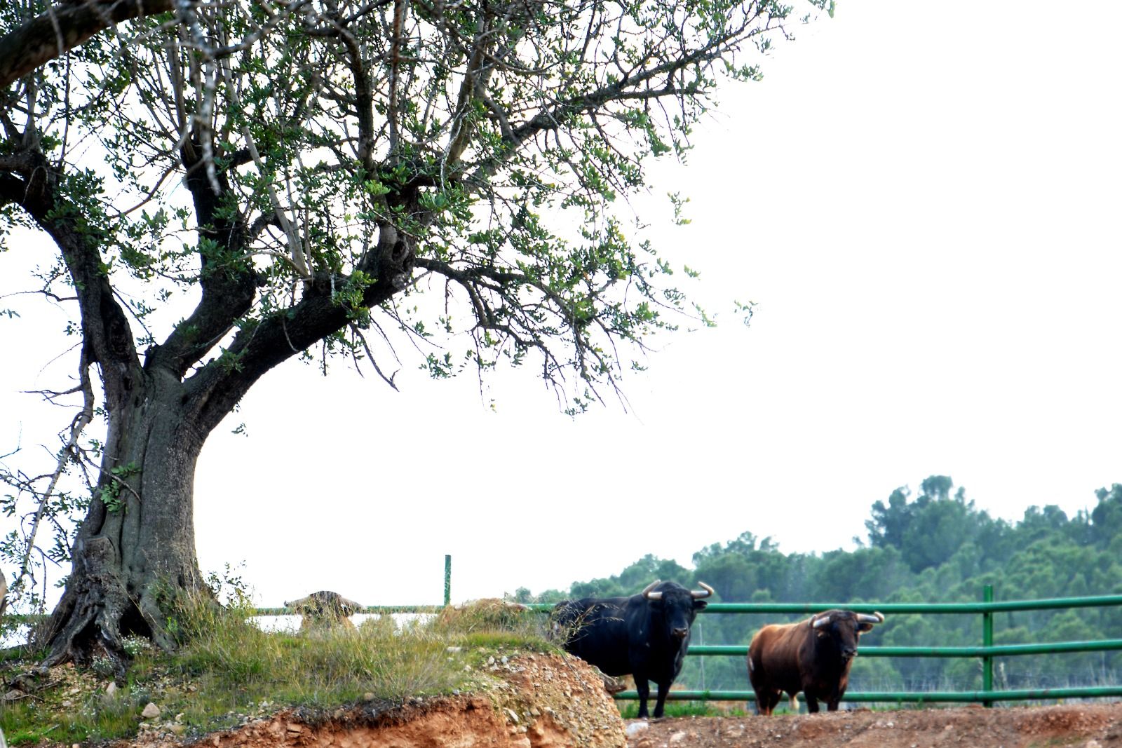 Naturaleza y plenitud: así viven los toros de la ganadería de Daniel Ramos