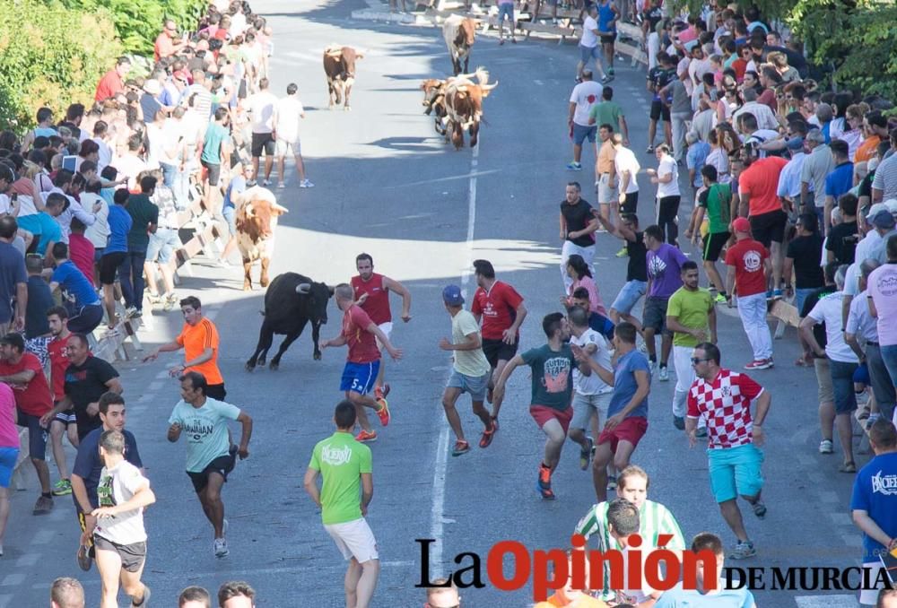 Suelta de toros en Moratalla