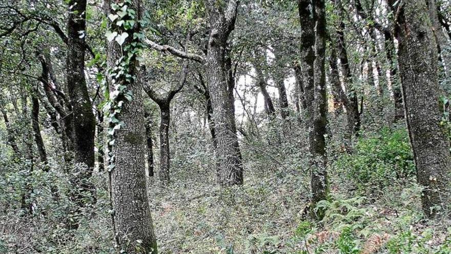 Els boscos noten de manera molt sensible els efectes de la manca d&#039;aigua