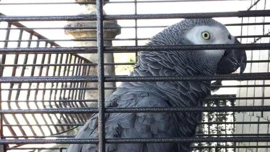 Buscan a Berritxu, el loro más viral de España.
