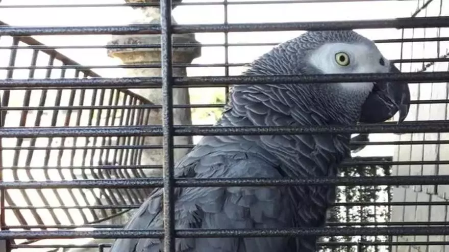 Buscan a Berritxu, el loro más viral de España.