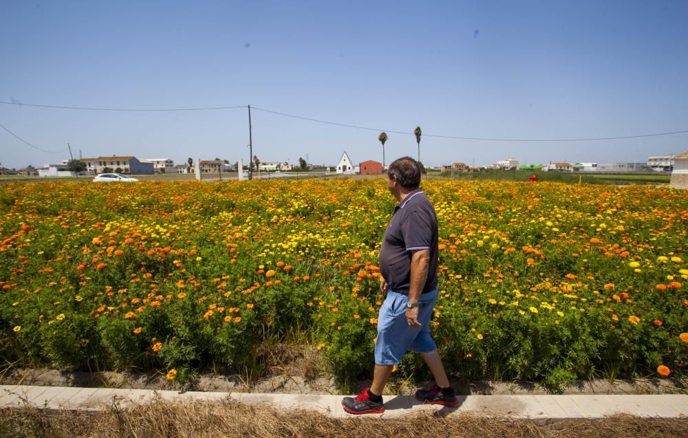 Las flores de la Batalla de la Fira de Juliol y carteles históricos