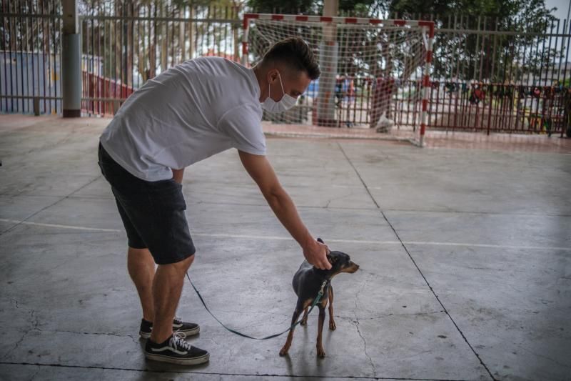 Volcán en Canarias: recogida de animales afectados por la erupción