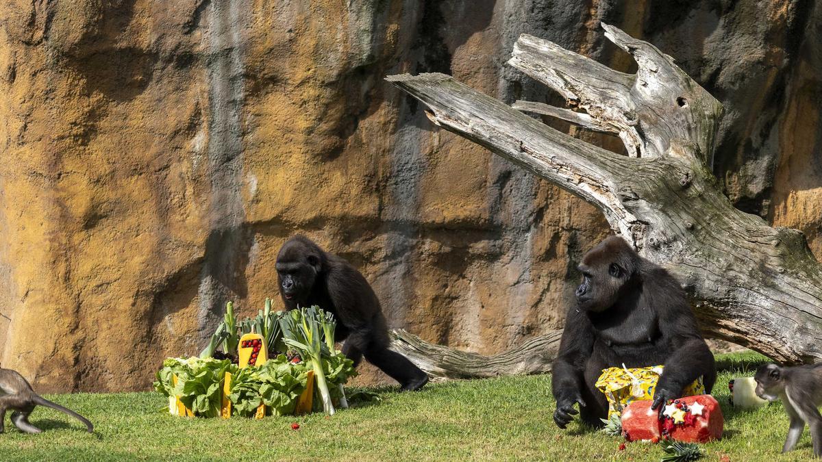 La gorila Virunga cumple 7 años