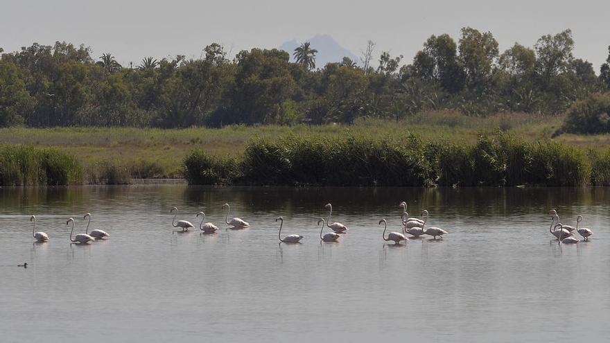 El Hondo, paraíso de la avifauna