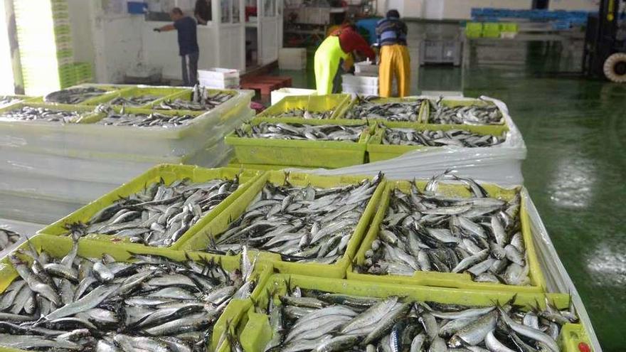 La sardina (en la imagen, en la lonja de Tragove) fue siempre un recurso vital en el puerto cambadés. // NP