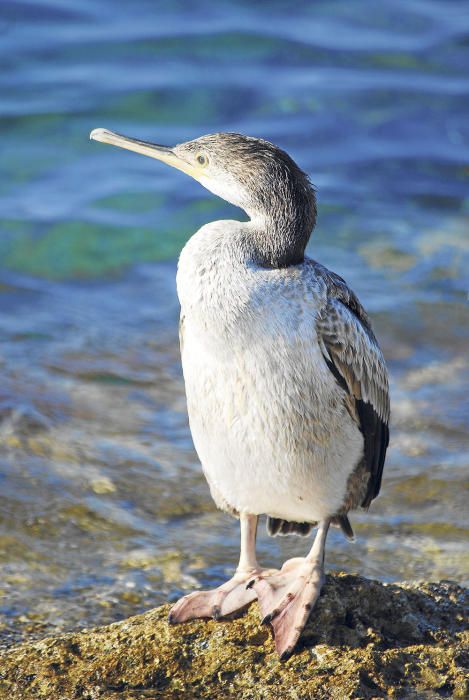 Los cormoranes, los buceadores de los islotes