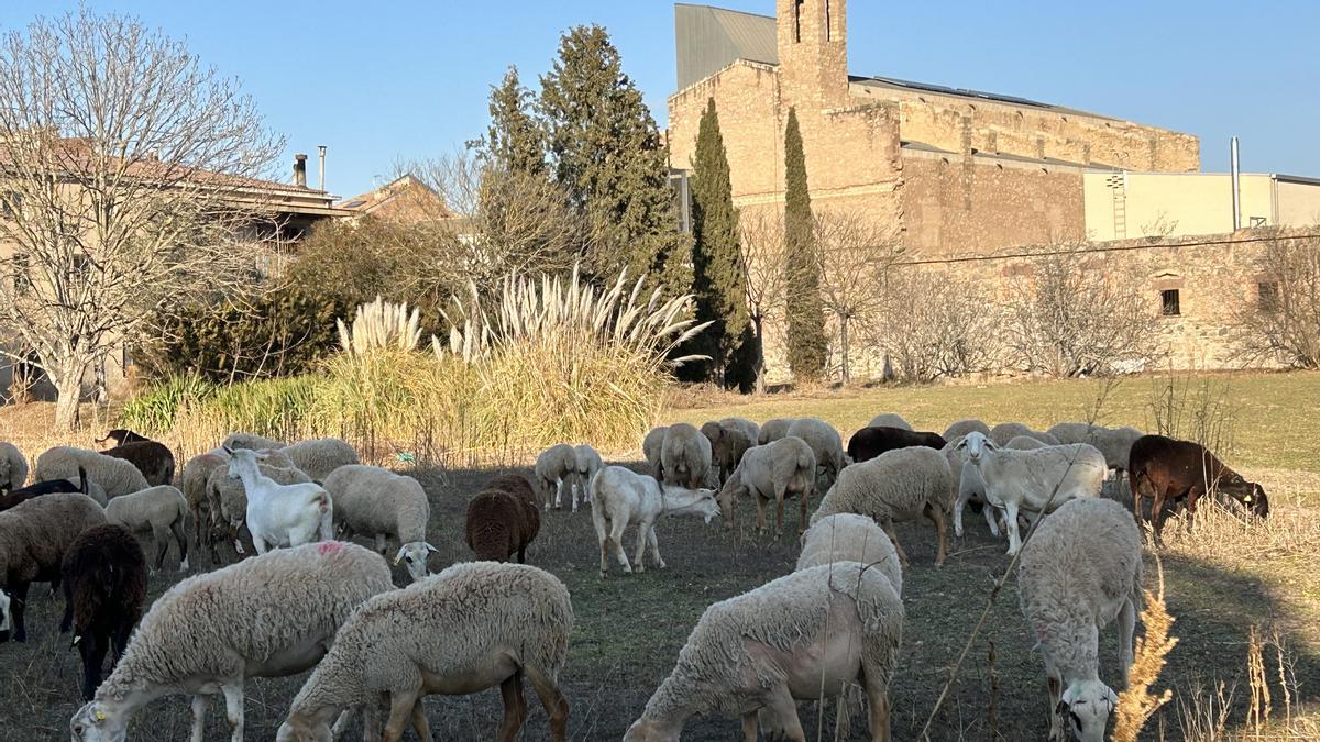 Ovelles al voltant del convent de Sant Francesc.