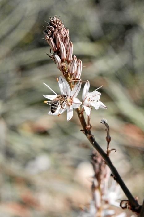 Pau Ixent Queralt und Biel Coll sind die einzigen Züchter von Bienenköniginnen auf der Insel. Ein Besuch auf den Wiesen von Son Berga bei Alaró