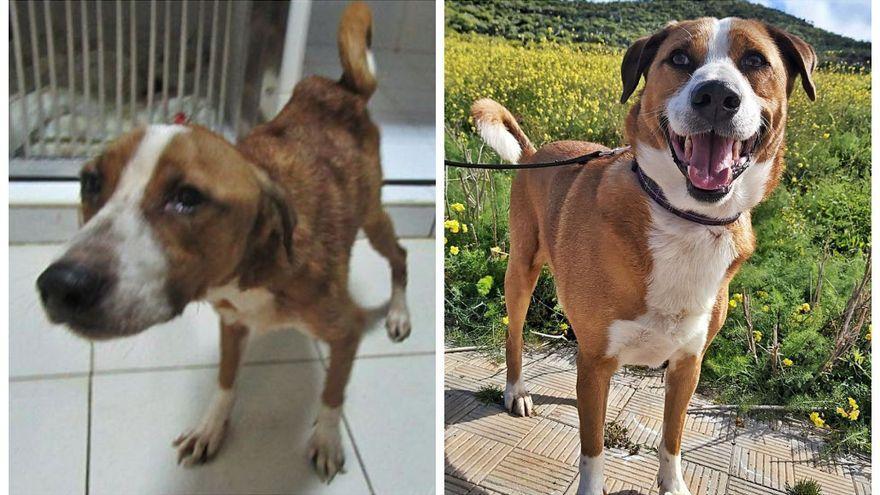 El antes y el después de &#039;Danger&#039;, uno de los perros maltratados.