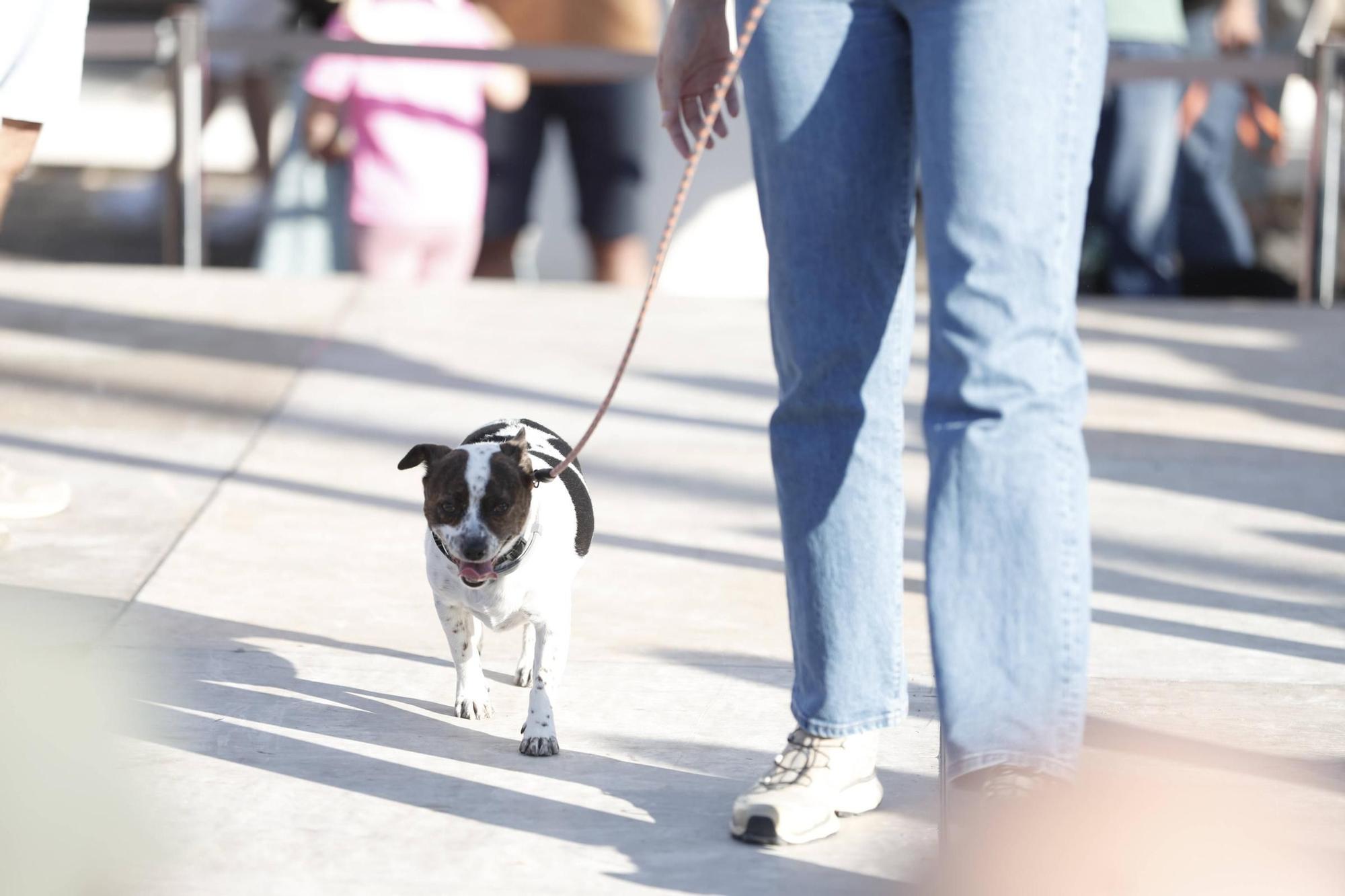 FOTOS | Desfile de Peluditos: Varios perros de Son Reus buscan un hogar