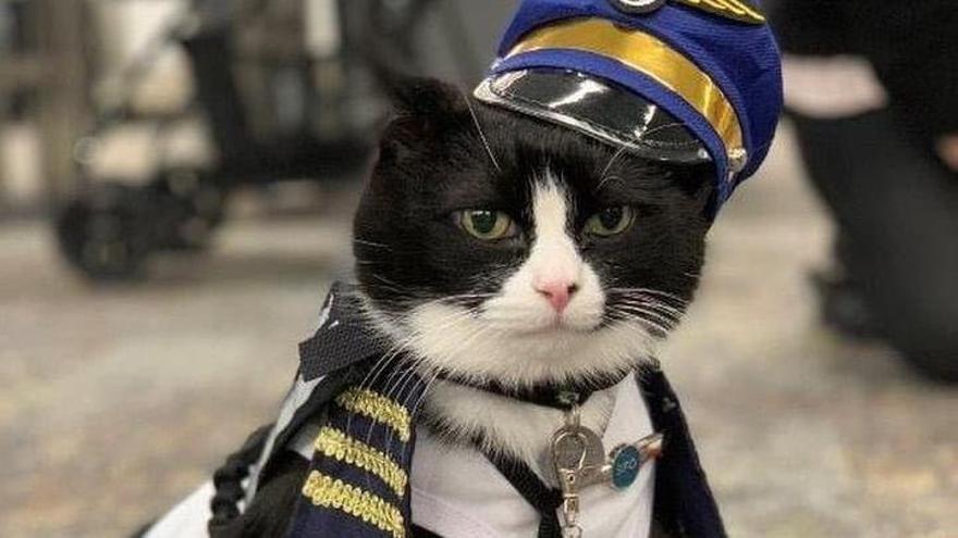 El gato de la Brigada WAG del aeropuerto de San Francisco