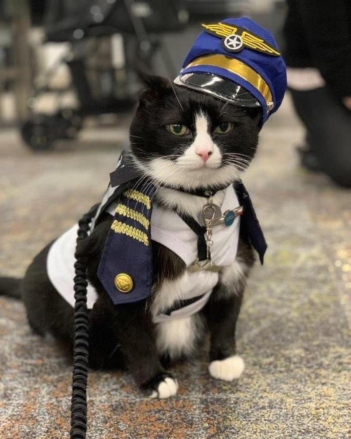 El gato de la Brigada WAG del aeropuerto de San Francisco
