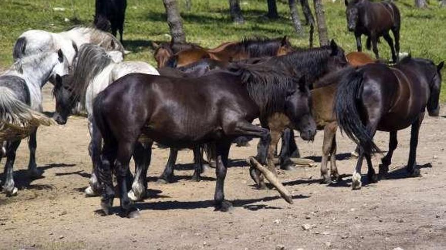 Caballos con cepos en los montes de la comarca.