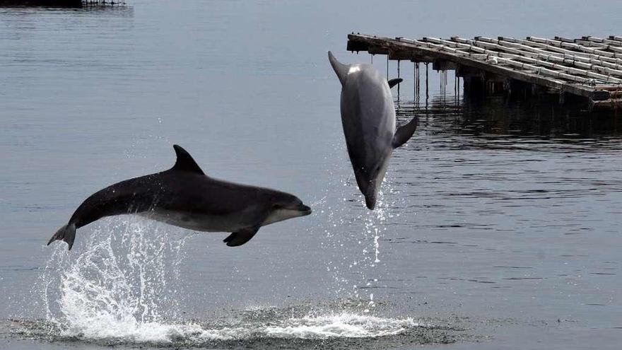 Dos delfines juegan entre las bateas en la costa gallega.