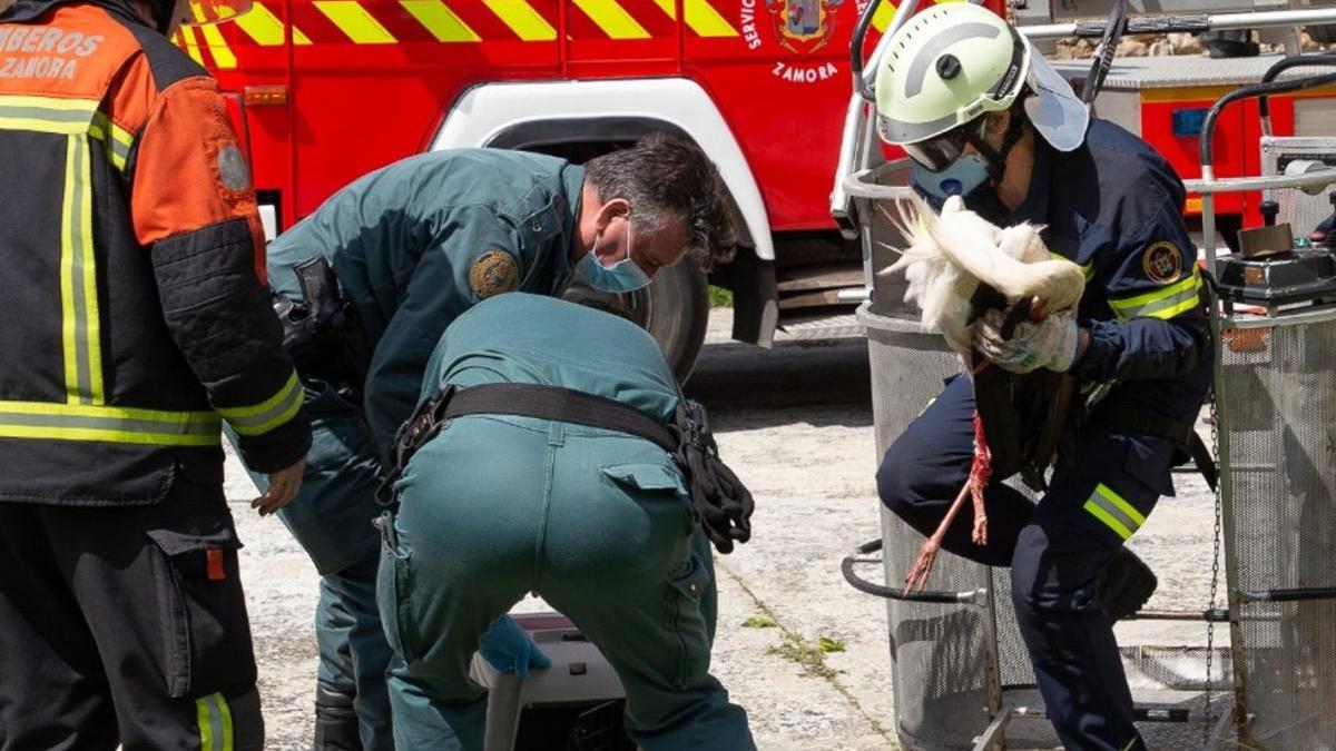 Momento del rescate de la cigüeña.